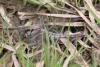 Orthetrum cancellatum